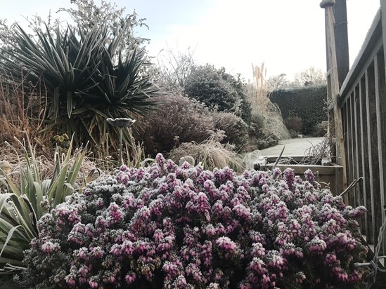 Frosty morning garden