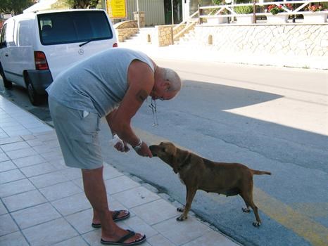 such a soft touch, feeding stray dog