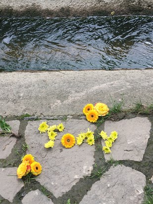 Yellow flowers by the water’s edge to remember the 6th anniversary of our beloved Tony ????