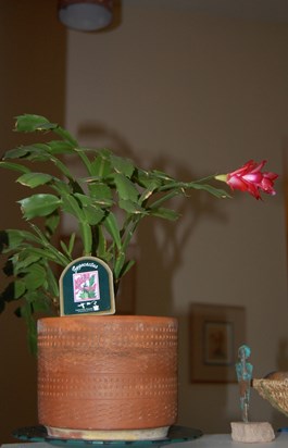 Christmas Cactus Charlie gave me, yields only one bloom in December 2008.