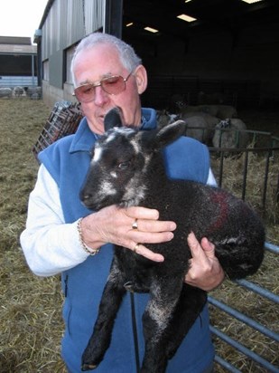Basil with lamb