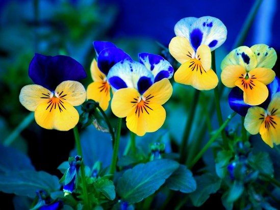 Beautiful Landscape with Flower Pansies in Bloom Colorful and Impressive Open Mouth to Smile e146087