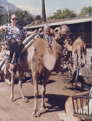 Holiday camels!