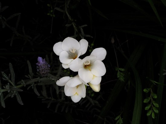 From our Sydney garden: freesias (it's early spring) & lavender (blooms all year) Love RacheI I &T x
