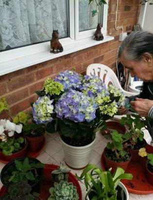 Nanny loved carnations 