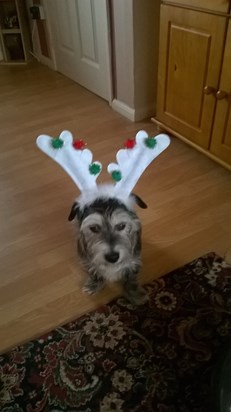 Here's Molly all dressed up for Christmas!!!  Love you. xxxx