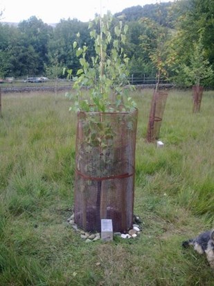 Gareth's tree restored once again Sept 2011