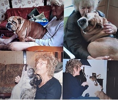 my 4 rescue Bulldogs & their Grandma [my Mum] xx