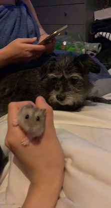 Featuring mum in the background in her towel.    Mums dog (star) and the hamster she refused to hold (Lola)