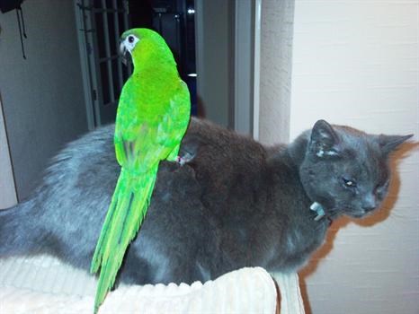 RIP my long suffering Furbie, seen here with Kea my Hahns Macaw.