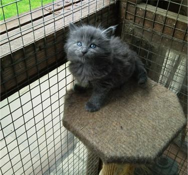 My new cat Spirit. He was only 5 weeks old here. I had to wait month before I could collect him