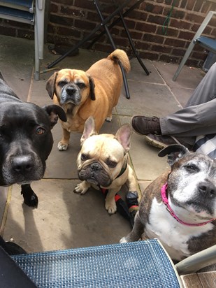 Mollie,Harper,Opie and George waiting patiently for their dunked biscuit in John’s coffee