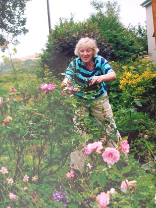 Sandy pruning roses