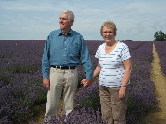 The Lavender Fields