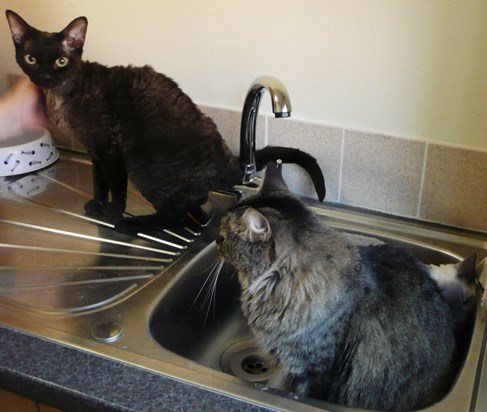 Cats - All three in sink