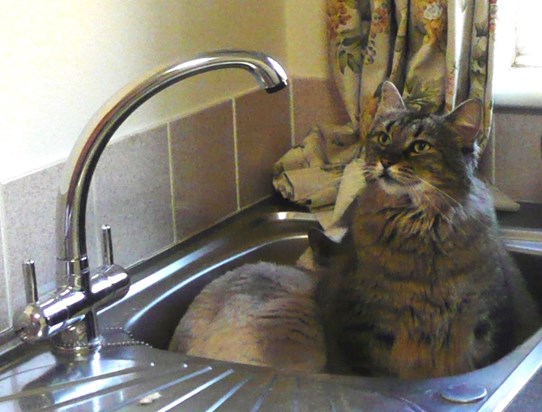 Cats - Belle and Bobo in sink