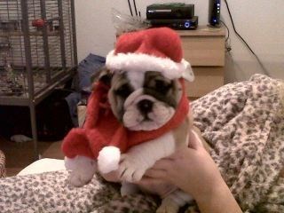 merry xmas from porscha, mitzi,bonny, jodie,and dusty, xxxx wee kara is up there with you mum