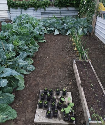 Cabbages, Brussels and Onions are growing.