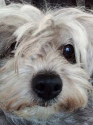 Lousie Halidays dog (bella)