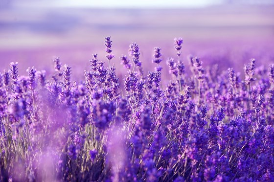 dream about lavender fields