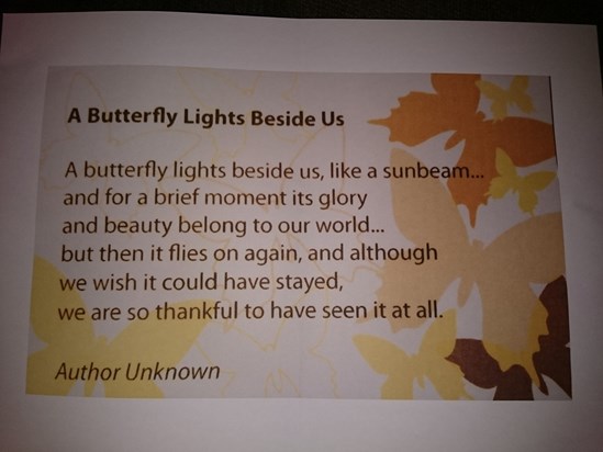A Butterfly Lights Beside Us
