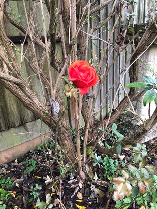 A single red rose, one of her favourites, has just bloomed in Mums garden 