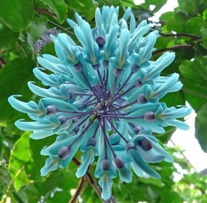 blue bloom