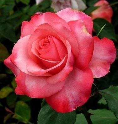 SINGLE PINK ROSE