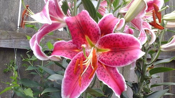 TIGER LILIES