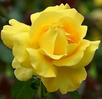 bright yellow rose