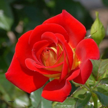 SINGLE RED ROSE