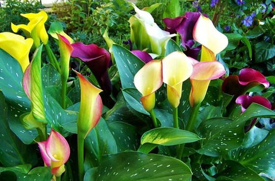 VARIOUS CALLA FLOWER