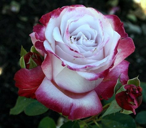 pale pink single rose