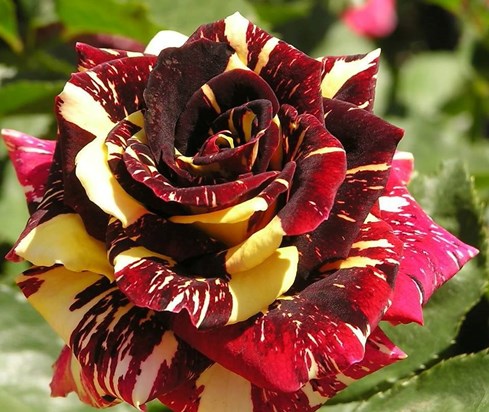 unique varigated rose