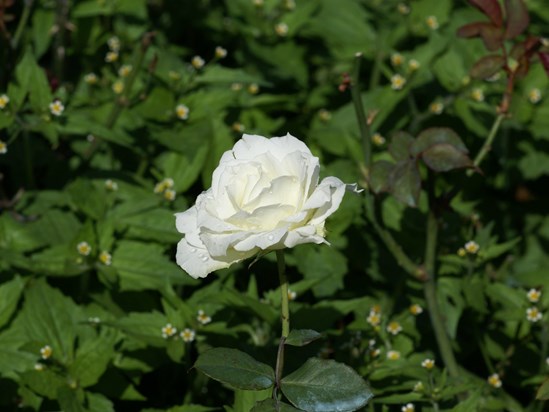 single rose white