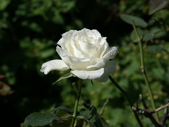 white rose