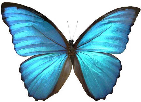 'Blue morpho' butterfly