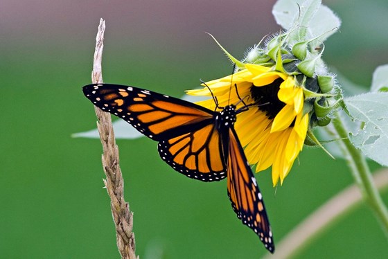 butterfly & sunflower