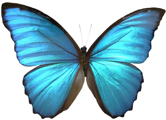 'blue morpho' butterfly