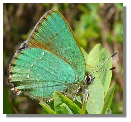 butterfly "green hairstreak"