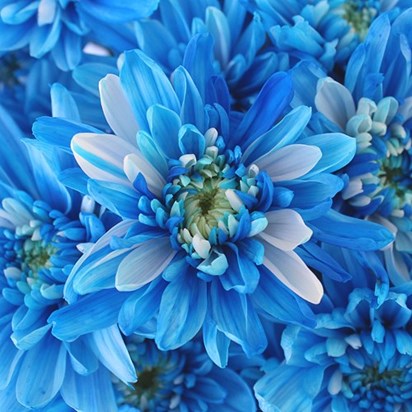 blue flowers4
