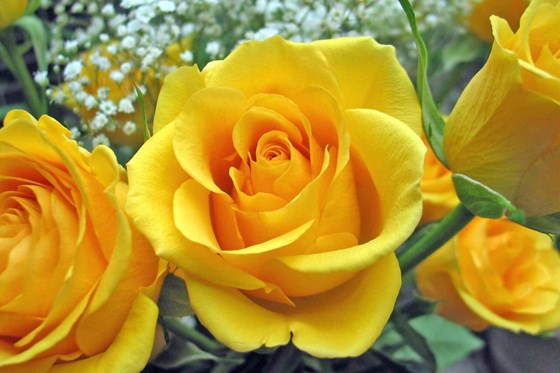 3 roses yellow