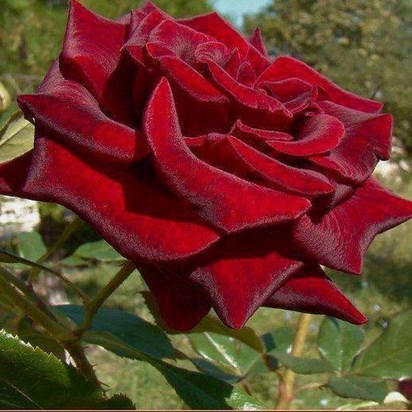 rose single crimson
