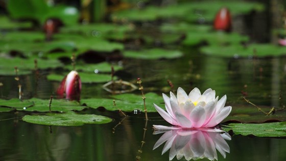 Indian water lily