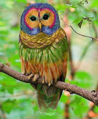 tropical owl11