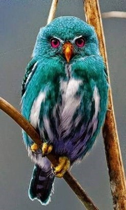 tropical owl12