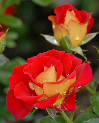 TWO PEACH ROSES
