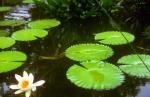  lily pond