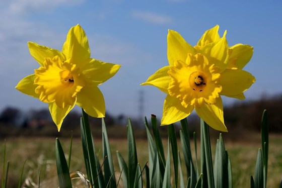 Daffodils for Matthew