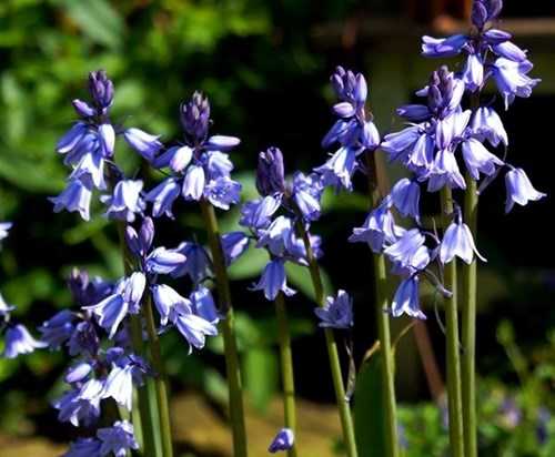 Bluebells for our Grandson Baby Charlie born asleep